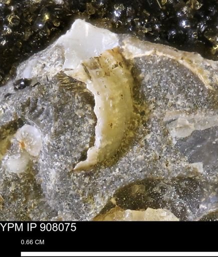 undet. Gastropoda