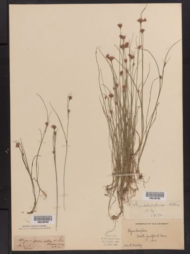 Rhynchospora alba