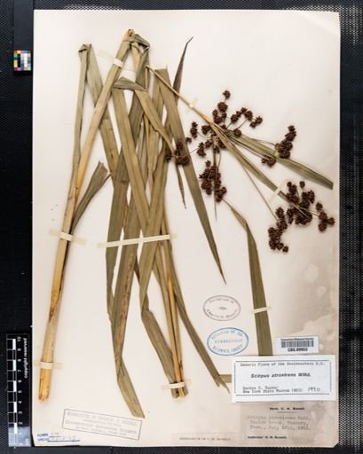 Scirpus atrovirens
