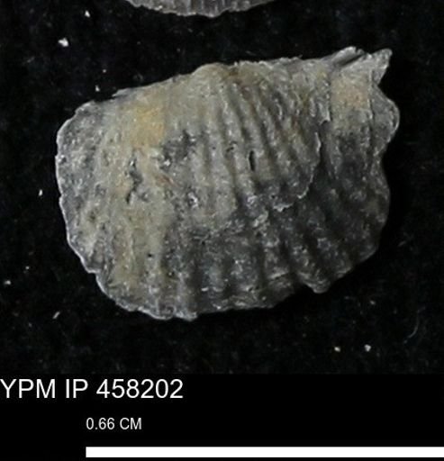Chonetes mucronatus
