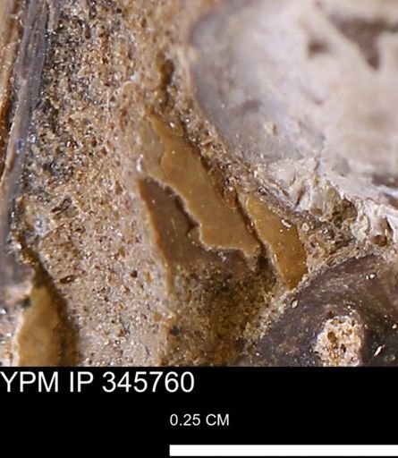undet. Mollusca