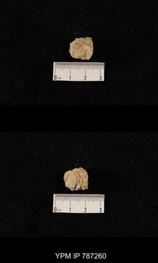 taxon undetermined