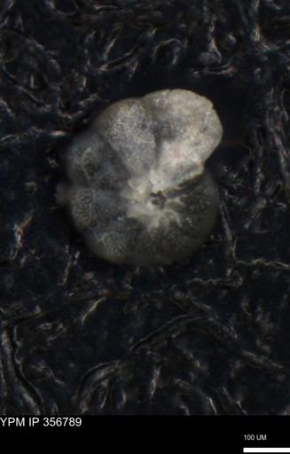 undet. Foraminiferida