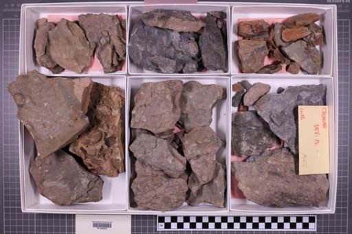 mixed taxa, stratigraphic collection