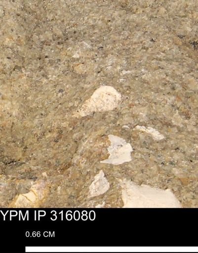 undet. Mollusca