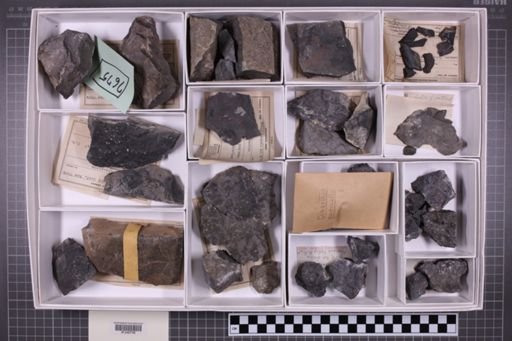 mixed taxa, stratigraphic collection