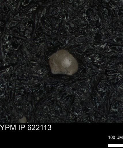 undet. Foraminiferida