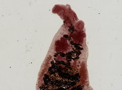 Dicrocoelium dendriticum