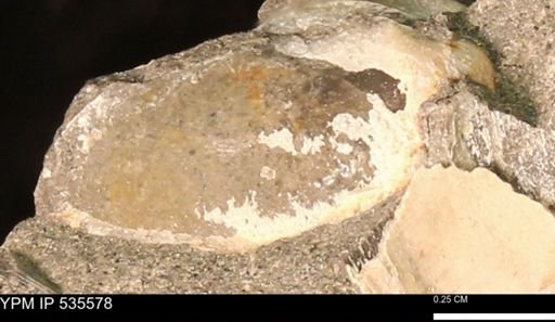 Protocardia subquadrata