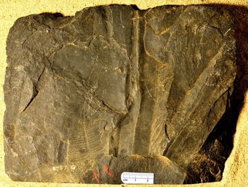 Pecopteris sp.