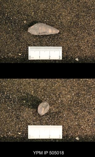 Meekospira peracuta