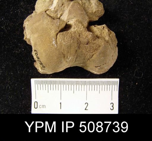 Syringothyris?