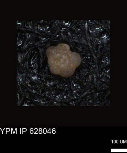 undet. Foraminiferida