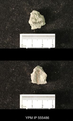 Productus pertenuis