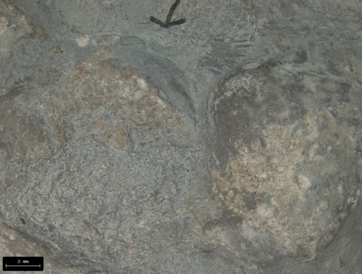 Aplocoma damesii