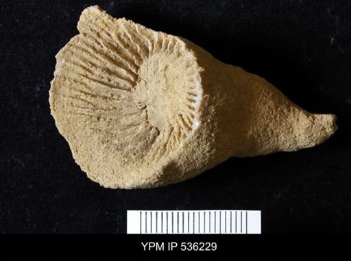 undet. Rugosa