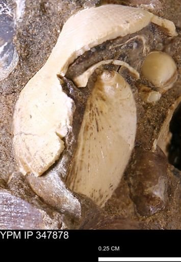 Limopsis striatopunctatus