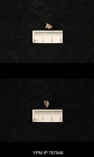 Brachiopoda