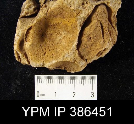 Meristella rostellata
