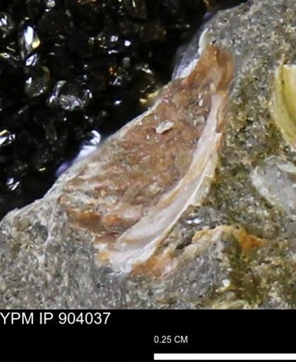 undet. Mollusca
