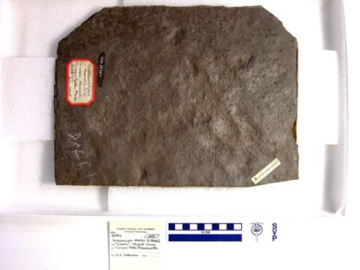 Anchisauripus exsertus