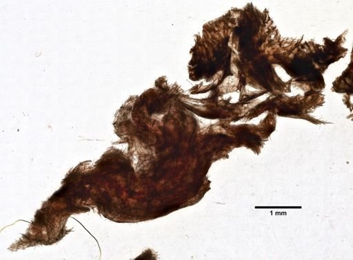 Halichondria magniconulosa