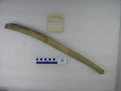 Mammuthus columbi