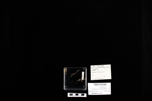 Anolis carolinensis