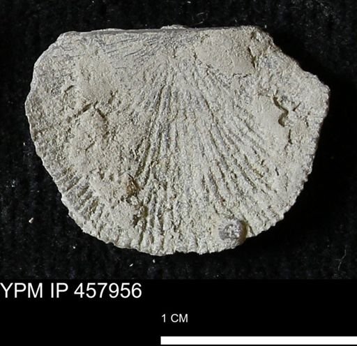 Strophodonta sp.
