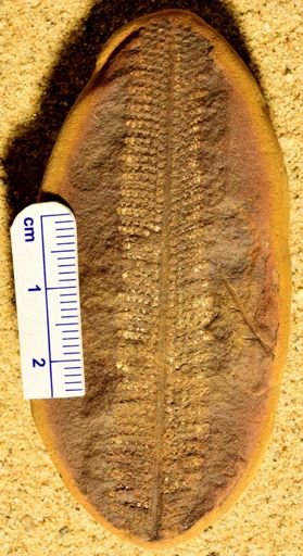Pecopteris