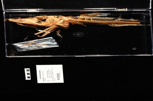 Chaenocephalus aceratus
