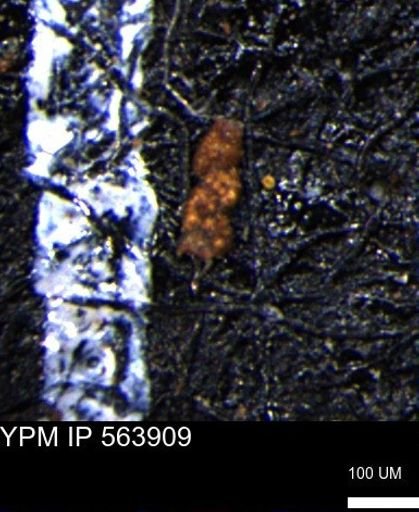 Ammobaculoides phaulus