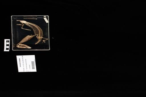 Gerrhonotus infernalis