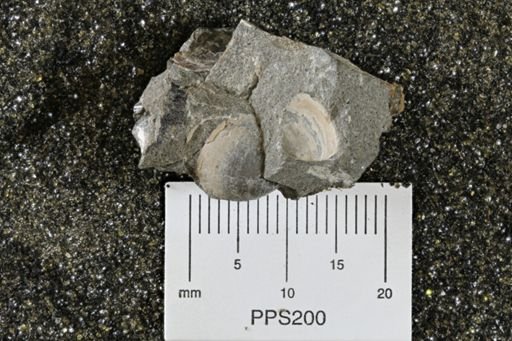Bivalvia