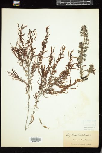 Sargassum linifolium