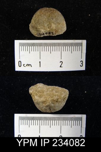 Marginifera wabashensis