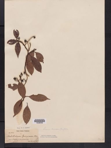 Licaria triandra