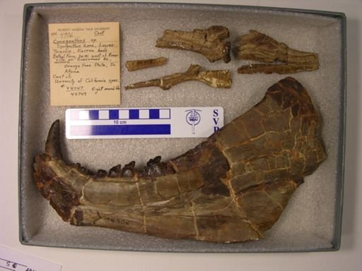 Cynognathus sp.