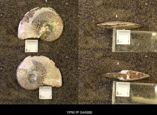 Sphenodiscus lenticularis