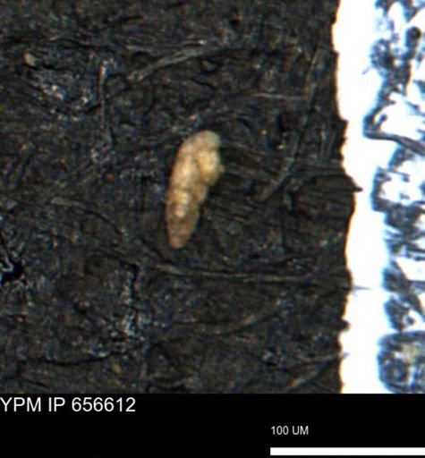 Verneuilina canadensis