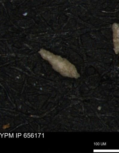Verneuilina canadensis