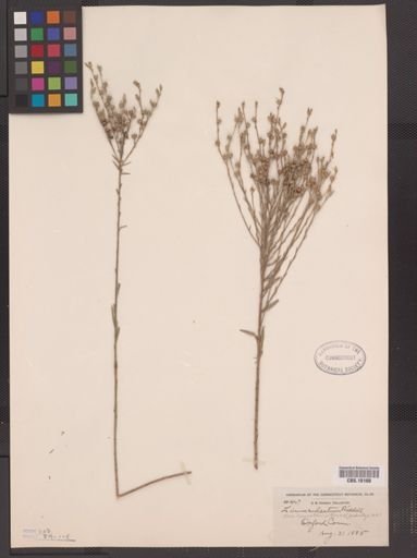 Linum sulcatum
