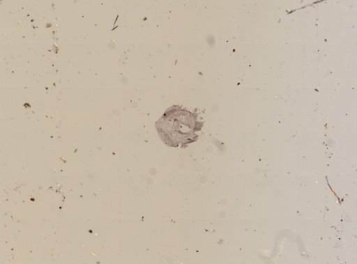 Tetrastemma