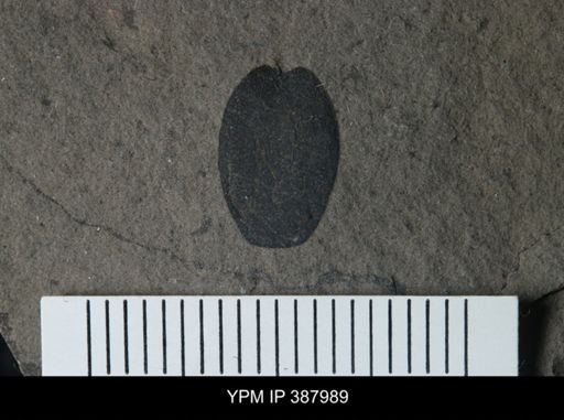 Erieopterus sp.