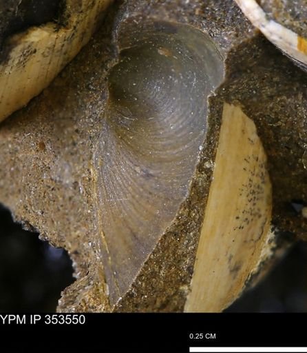 Limopsis striatopunctatus