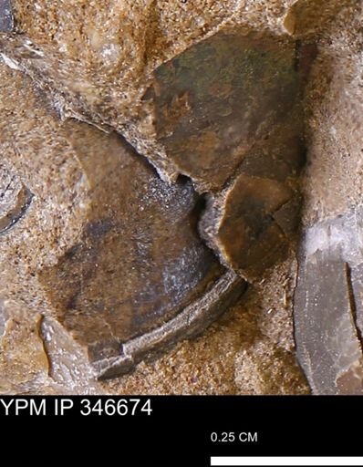 undet. Mollusca