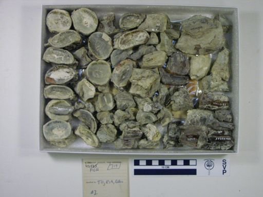 Ichthyodectes? ctenodon