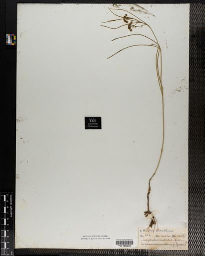 Plantae