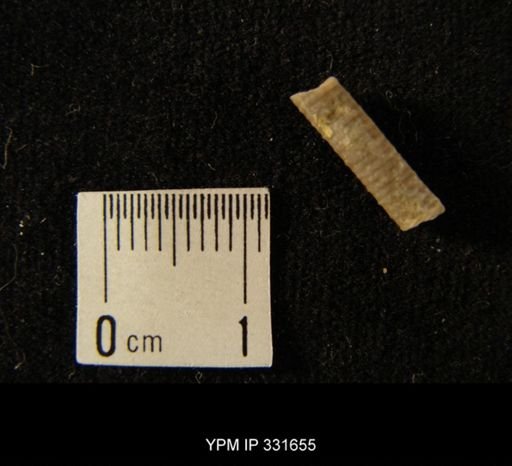 undet. Crinoidea