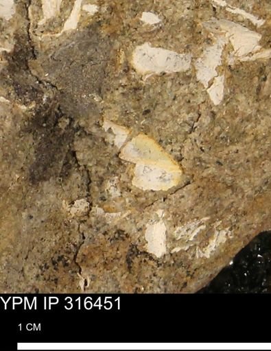 undet. Mollusca